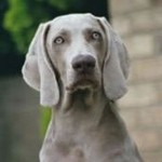 Weimaraner Pagan , 4 Cool Weinheimer Puppies For Sale In Dog Category