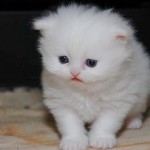 Weirdest Cat Breeds , 6 Lovely Miniature Persian Cats For Sale In Cat Category