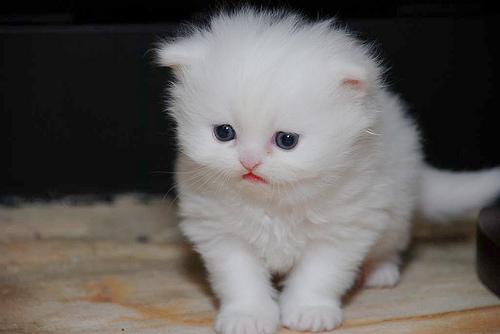 Cat , 6 Lovely Miniature Persian Cats For Sale : Weirdest Cat Breeds