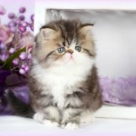 White Bicolor Teacup  , 6 Lovely Miniature Persian Cats For Sale In Cat Category