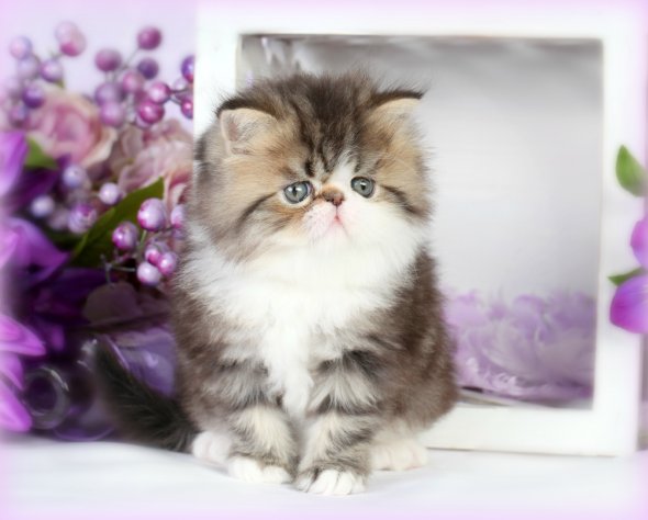 Cat , 6 Lovely Miniature Persian Cats For Sale : White Bicolor Teacup 