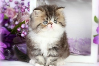 White Bicolor Teacup Persian Kitten , 7 Cute Mini Persian Cats For Sale In Cat Category