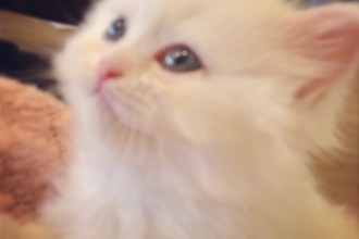 White Doll Face Persian , 5 Good Doll Face Persian Cats In Cat Category