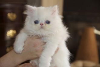 White Persian Kittens , 4 Top Persian Cat For Sale Los Angeles In Cat Category