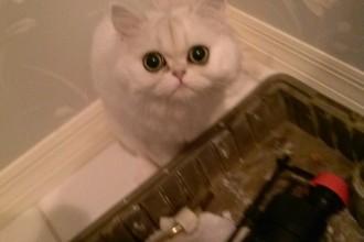 White Teacup Persian Kitten , 6Good Persian Cat Grooming Tools In Cat Category