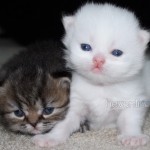 White Teacup Persian Kitten , 8 Cool Teacup Persian Cats For Sale In Cat Category