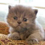 White Teacup Persian Kittens , 7 Cute Mini Persian Cats For Sale In Cat Category