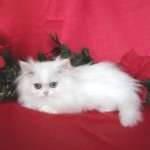 White Teacup Persian Male kitten , 7 Awesome Teacup Persian Cat In Cat Category