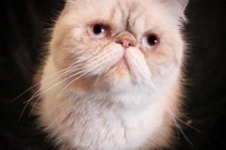 Young Adult Exotic Shorthair  , 7 Cute Persian Shorthair Cat In Cat Category