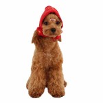 Yuppie Dog Hat by Puppia , 7 Cute Yuppy Puppy Harness In Dog Category