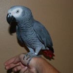 african gray parrot price , 8 Nice African Grey Parrot Price In Birds Category