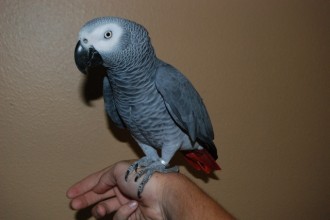 African Gray Parrot Price , 8 Nice African Grey Parrot Price In Birds Category