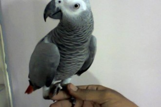 African Grey Parrot For Sale Karachi , 8 Nice African Grey Parrot Price In Birds Category