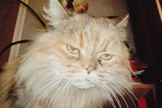 Allergyc Reaction , 9 Fabulous Persian Cats And Allergies In Cat Category