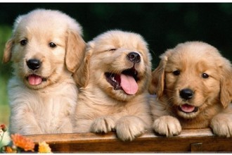 Amazing Dog Facts , 7 Cute Do Puppies Have Umbilical Cords In Dog Category
