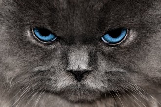 Angry Looking Persian Cat , 7 Cute Persian Cat Lifespan In Cat Category