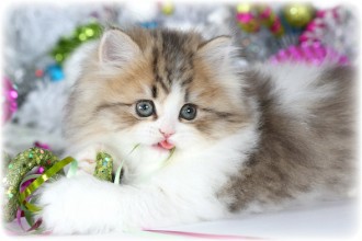 Animal Shelter , 8 Nice How Much Do Teacup Persian Cats Cost In Cat Category
