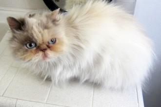 Animal Welfare , 8 Cool Adopt A Persian Cat In Cat Category