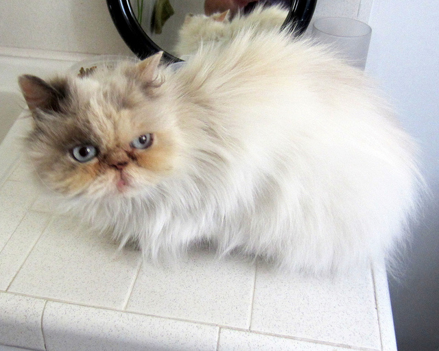 Cat , 8 Cool Adopt A Persian Cat : Animal Welfare