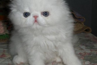 Australian Pet , 6 Nice Persians Cats For Sale In Cat Category