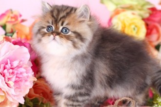 Bengal Cat For Sale , 8 Cool Teacup Persian Cats For Sale In Cat Category