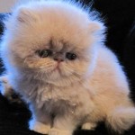 bengal cats for sale , 5 Good Persian Cat Breeder In Cat Category