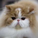 bengal cats for sale , 6 Stunning Persian Cats Houston In Cat Category