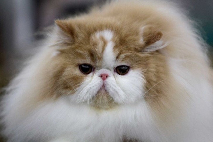 Cat , 6 Stunning Persian Cats Houston : Bengal Cats For Sale