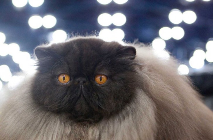 Cat , 6 Stunning Persian Cats Houston : Black Persian Cat
