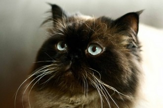 Black Persian Cat , 9 Cool How Much Do Persian Cats Cost In Cat Category