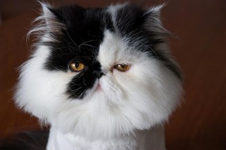 Black Persian Cat , 7 Cool Persian Cat Haircuts In Cat Category
