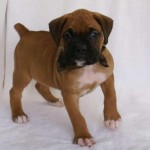 boxer puppies , 9 Amazing Boxer Puppies Spokane Wa In Dog Category