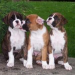boxer puppies pics , 9 Amazing Boxer Puppies Spokane Wa In Dog Category