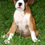 boxer puppy images , 9 Amazing Boxer Puppies Spokane Wa In Dog Category
