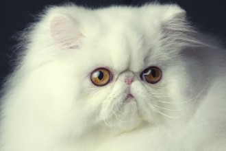  Breed Cat , 8 Charming Persian Cats San Diego In Cat Category