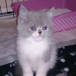 breed persian kittens , 5 Stunning Breeding Persian Cats In Cat Category
