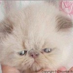 breeders for himalayan kittens , 8 Fabulous Persian Cats Los Angeles In Cat Category
