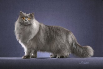 British Longhair Cat , 9 Cool How Much Do Persian Cats Cost In Cat Category