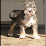  bulldog puppies , 5 Cute Morkie Puppies For Sale In Pittsburgh Pa In Dog Category