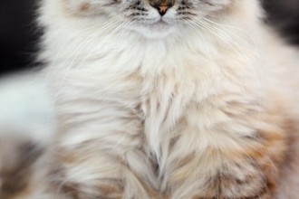 Cat , 5 Good Doll Face Persian Cats : burmese cat