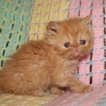 burmese cat , 4 Gorgeous Persian Cats For Sale In Phoenix In Cat Category