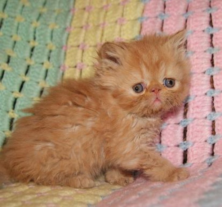 Cat , 4 Gorgeous Persian Cats For Sale In Phoenix : Burmese Cat