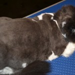 cat Grooming  , 8 Cute Grooming A Persian Cat In Cat Category
