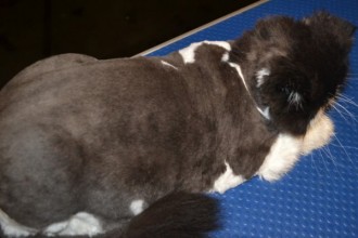 Cat Grooming  , 8 Cute Grooming A Persian Cat In Cat Category