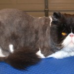 cat Grooming  , 7 Good Persian Cat Grooming In Dog Category