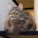 cat and kittens , 7 Nice Exotic Shorthair Persian Cat In Cat Category