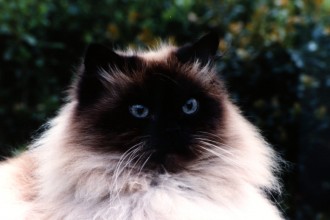 Cat And Kittens , 7 Charming Persian Himalayan Cat In Cat Category