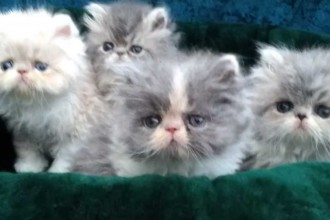 Cat Breeds , 6 Lovely Himalayan Persian Cats For Sale In Cat Category