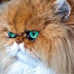 cat persian , 8 Nice Persian Cat Shedding In Cat Category