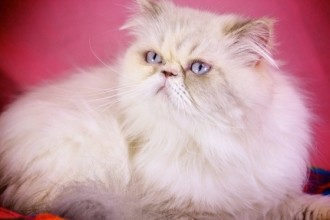 Cat Rescue , 9 Charming Persian Cat Rescue San Diego In Cat Category